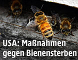 Bienen