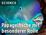 Papageifisch