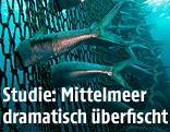 Fische im Netz