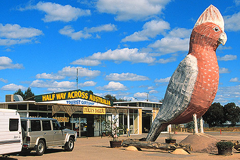 © Corbis/John Carnemolla Giant Galah in Kimba