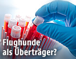 Reagenzgläser mit Blutproben