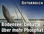 Fischer zieht Netz mit Felchen aus dem Bodensee