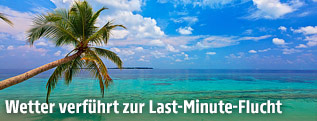 Palmenstrand
