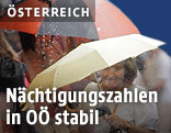 APA/Georg Hochmuth (Montage)