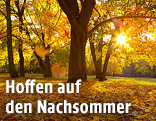 Sonne scheint durch Herbstblätter durch