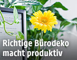 Pflanzen im Büro