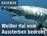 Weißer Hai