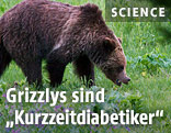 Grizzlybär