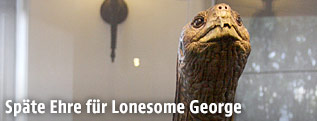 Ausgestopfte Schildkröte Lonesome George im Museum