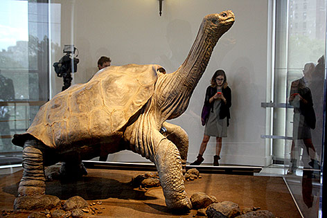 © APA/dpa Ausgestopfte Schildkröte Lonesome George im Museum