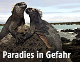 Zwei Echsen auf den Galapagos Inseln