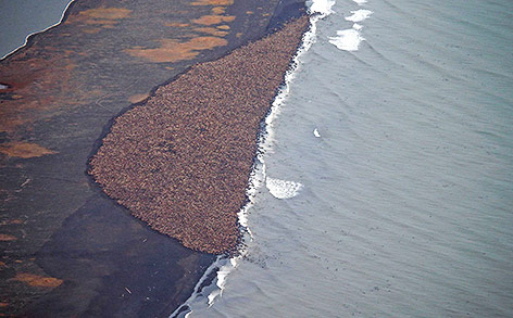 © APA/AP/NOAA/Corey Accardo Luftaufnahme der gestrandeten Walrösser