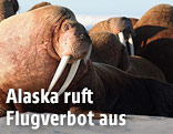 Walro&szlig;