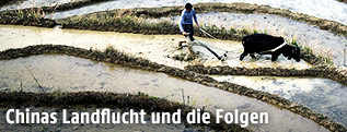 Chinesischer Landwirt auf einem Reisfeld