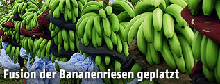 Bananenplantage