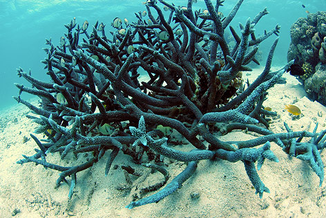 Unterwasserwelt am Great Barrier Reef