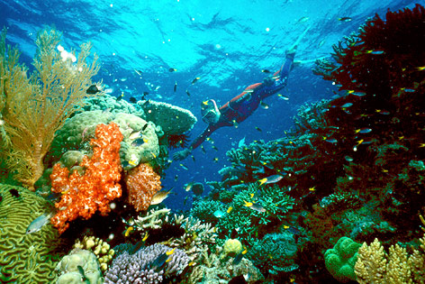 Unterwasserwelt am Great Barrier Reef