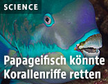 Papageifisch