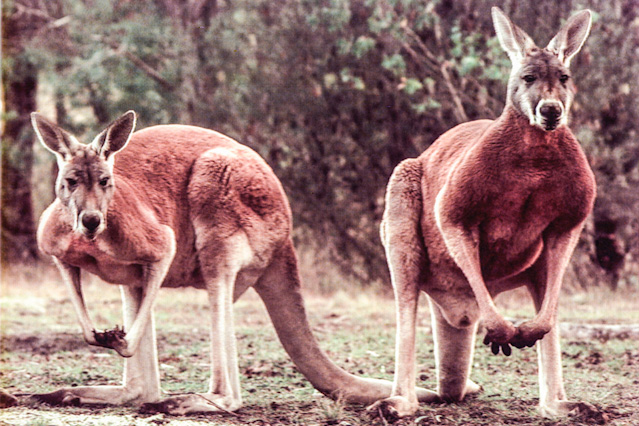 © First Digital Kangaroos; Lucien Samaha 1991 Ausstellungsbild "First Digital Kangaroos"