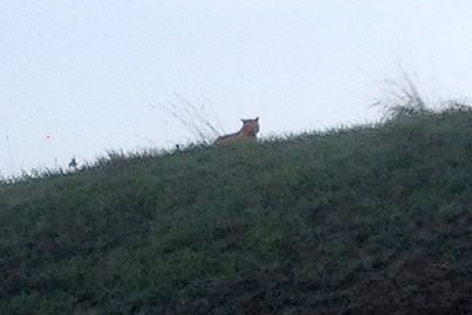 © APA/AP//Ville de Montevrain Tiger