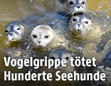 Seehunde