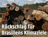 Abgeholzte Baumstämme aus dem Regenwald