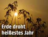 Ausgetrocknete Pflanzen in der Abendsonne