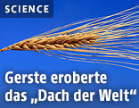 Gersten-Ähre