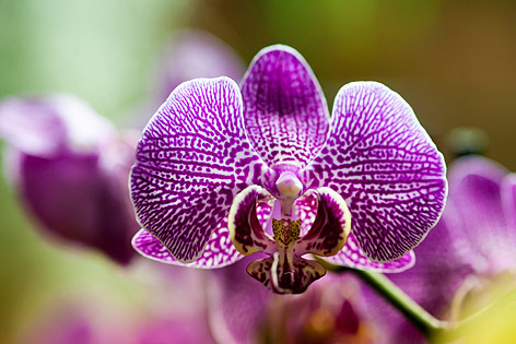 © ORF.at/Zita Köver Orchidee