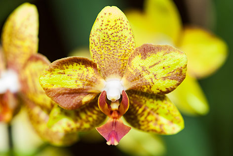 © ORF.at/Zita Köver Orchidee