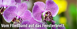 Orchidee