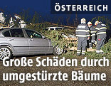 Umgest&uuml;rzte B&auml;ume