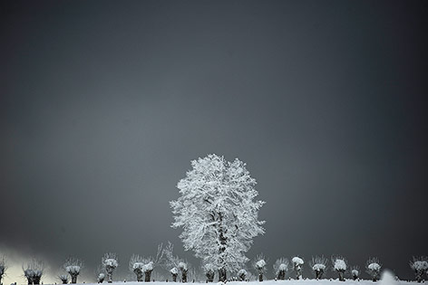 © APA/AP/Alvaro Barrientos Schneebedeckte Bäume in Roncesvalles in Spanien