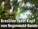 Regenwald in Brasilien