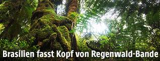 Regenwald in Brasilien