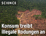 Amazonas Regenwald