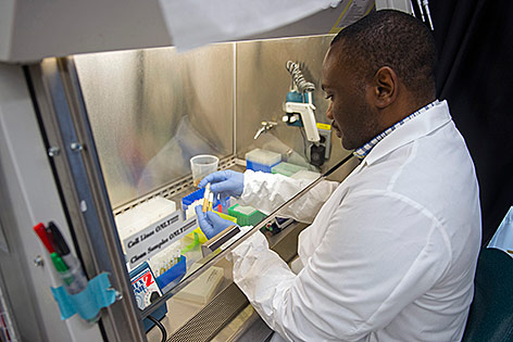 © AP/Cliff Owen Ein Biologe arbeitet im Labor an der Entwicklung eines Ebola-Impfstoffes