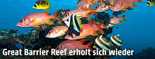 Fische vor Korallenriff