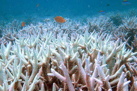 Fische am Great Barrier Reef