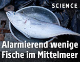 Einzelner Fisch auf dem Markt
