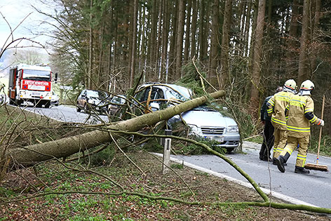 PKW auf Straße von einem Baum getroffen