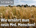 Getreidefeld