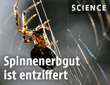Spinne