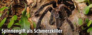 Vogelspinne
