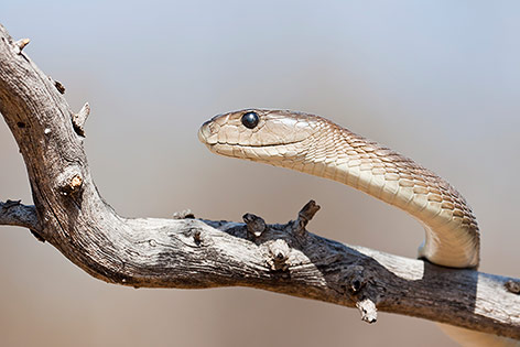 © Corbis/imageBROKER/Stephan Rech Black Mamba (Dendroaspis polylepis)