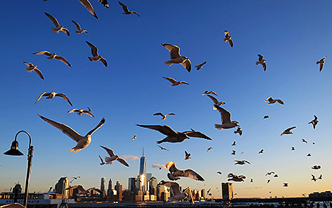 © Reuters/Gary Hershorn Vögel vor der Skyline von New York