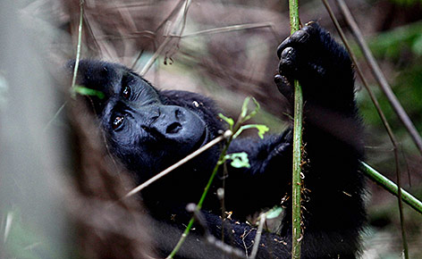 Gorilla