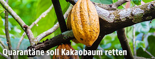 Kakaopflanze