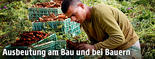 Erntehelfer auf einem Feld