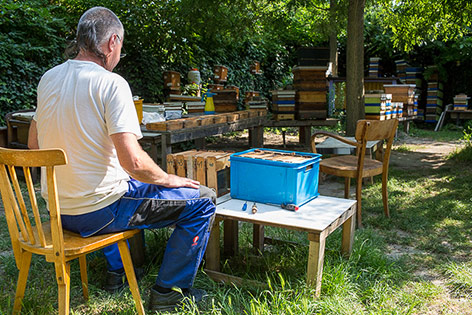 © ORF.at/Peter Pfeiffer Eindrücke aus der "Bienenwerkstatt" im Augarten
